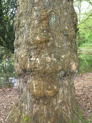  picture  Gewone_plataan |Platanus_hybrida
