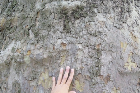  picture  Gewone_plataan |Platanus_hybrida