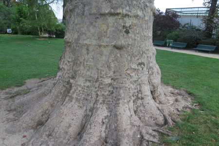  picture  Gewone_plataan |Platanus_hybrida