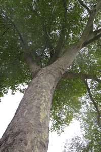  picture  Gewone_plataan |Platanus_hybrida