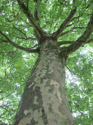  picture  Gewone_plataan |Platanus_hybrida
