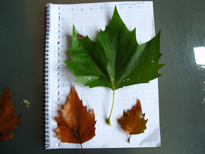 Leaf picture  Gewone plataan ( Platanus hybrida)