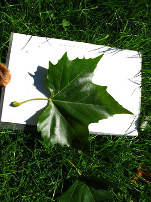  picture  Gewone_plataan |Platanus_hybrida