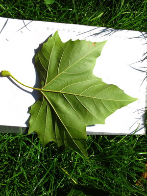  picture  Gewone_plataan |Platanus_hybrida