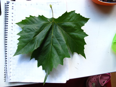  picture  Gewone_plataan |Platanus_hybrida