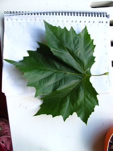  picture  Gewone_plataan |Platanus_hybrida