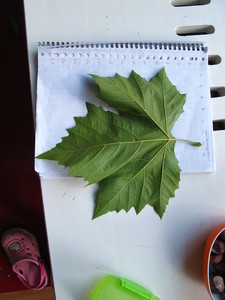 picture  Gewone_plataan |Platanus_hybrida