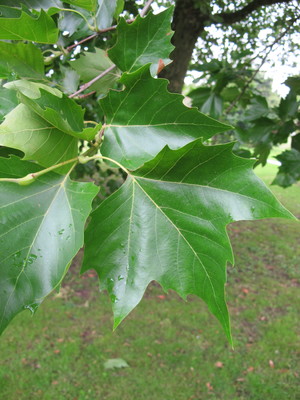  picture  Gewone_plataan |Platanus_hybrida