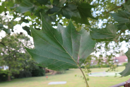  picture  Gewone_plataan |Platanus_hybrida