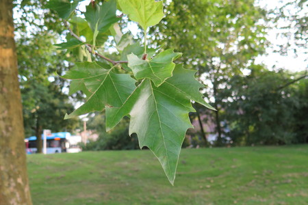  picture  Gewone_plataan |Platanus_hybrida