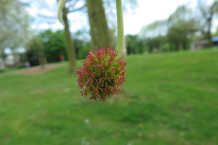  picture  Gewone_plataan |Platanus_hybrida