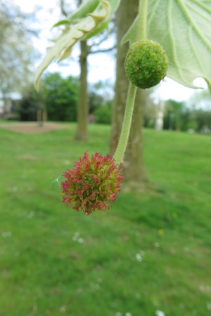  picture  Gewone_plataan |Platanus_hybrida