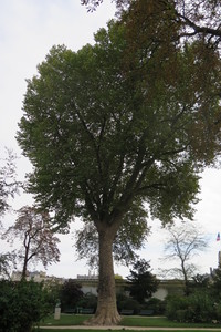  picture  Gewone_plataan |Platanus_hybrida
