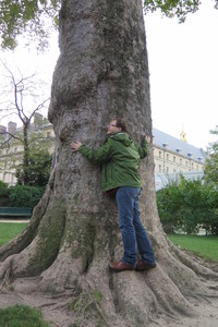  picture  Gewone_plataan |Platanus_hybrida