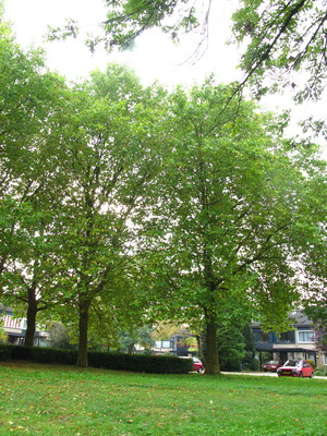  picture  Gewone_plataan |Platanus_hybrida