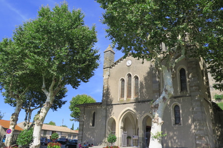  picture  Gewone_plataan |Platanus_hybrida