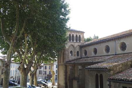  picture  Gewone_plataan |Platanus_hybrida