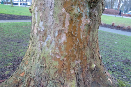  picture  Gewone_plataan |Platanus_hybrida