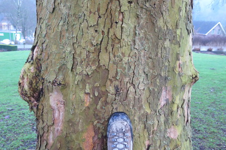  picture  Gewone_plataan |Platanus_hybrida