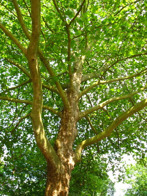  picture  Gewone_plataan |Platanus_hybrida