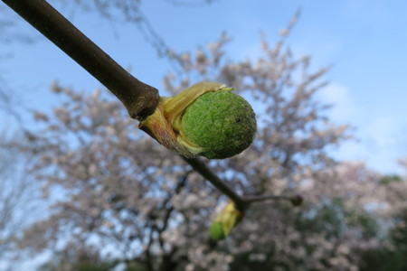  picture  Gewone_plataan |Platanus_hybrida