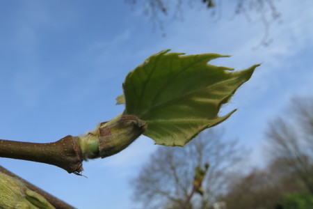  picture  Gewone_plataan |Platanus_hybrida