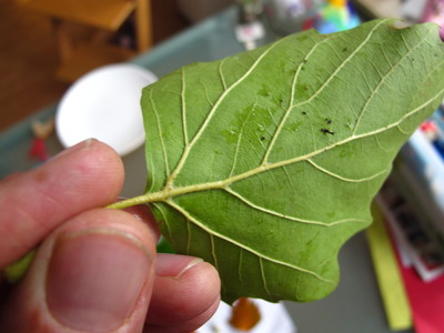  picture  Gewone_plataan |Platanus_hybrida