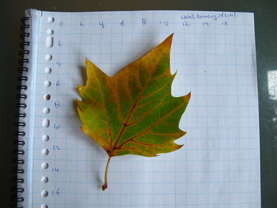  picture  Gewone_plataan |Platanus_hybrida