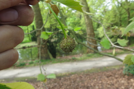  picture  Gewone_plataan |Platanus_hybrida