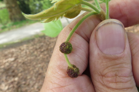  picture  Gewone_plataan |Platanus_hybrida