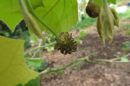  picture  Gewone_plataan |Platanus_hybrida