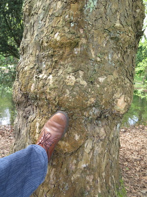  picture  Gewone_plataan |Platanus_hybrida