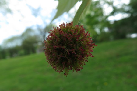  picture  Gewone_plataan |Platanus_hybrida