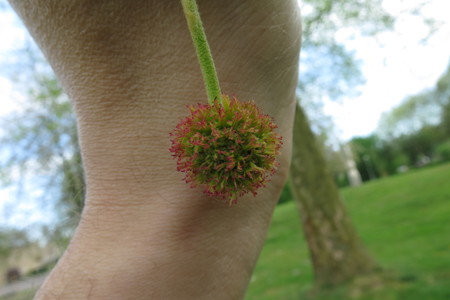  picture  Gewone_plataan |Platanus_hybrida