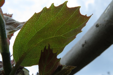  picture  Gewone_plataan |Platanus_hybrida