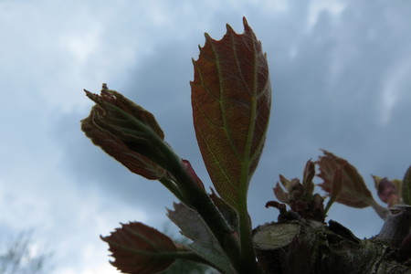  picture  Gewone_plataan |Platanus_hybrida