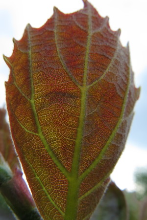  picture  Gewone_plataan |Platanus_hybrida