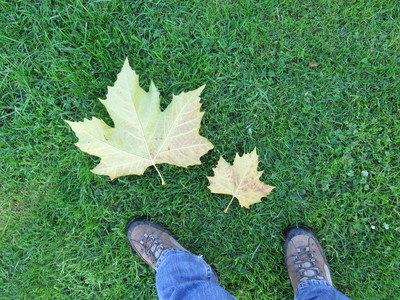  picture  Gewone_plataan |Platanus_hybrida