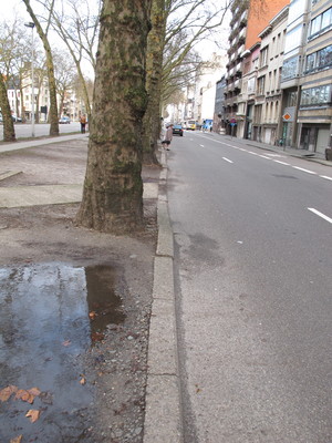  picture  Gewone_plataan |Platanus_hybrida