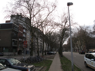  picture  Gewone_plataan |Platanus_hybrida