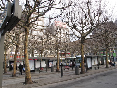  picture  Gewone_plataan |Platanus_hybrida