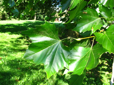  picture  Gewone_plataan |Platanus_hybrida