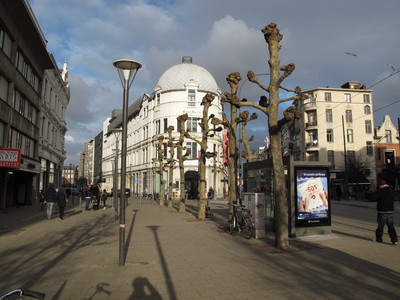  picture  Gewone_plataan |Platanus_hybrida