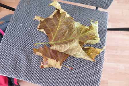  picture  Gewone_plataan |Platanus_hybrida