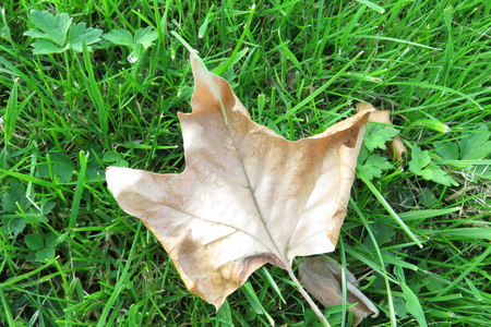  picture  Gewone_plataan |Platanus_hybrida