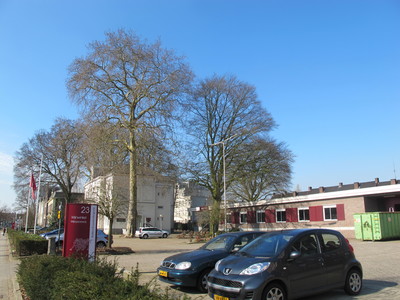  picture  Gewone_plataan |Platanus_hybrida