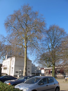  picture  Gewone_plataan |Platanus_hybrida