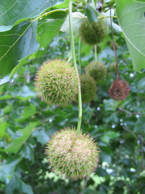  picture  Gewone_plataan |Platanus_hybrida