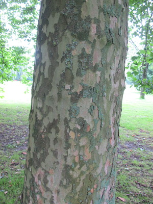  picture  Gewone_plataan |Platanus_hybrida