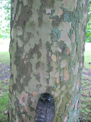  picture  Gewone_plataan |Platanus_hybrida